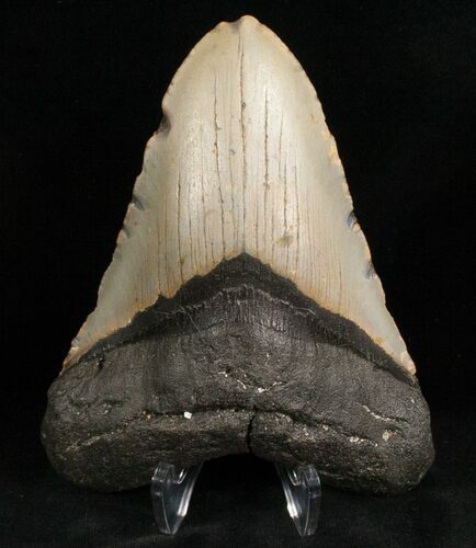 Megalodon Tooth - North Carolina #7468